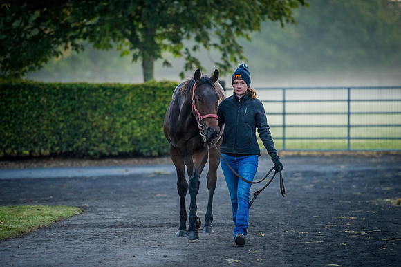 Goffs Orby 2015 -76