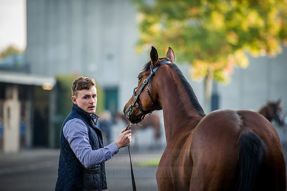 Goffs Orby 2015 -106