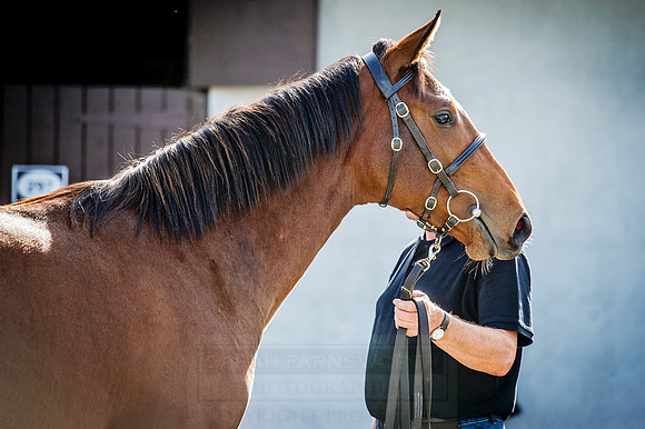 Goffs Orby 2015 -301