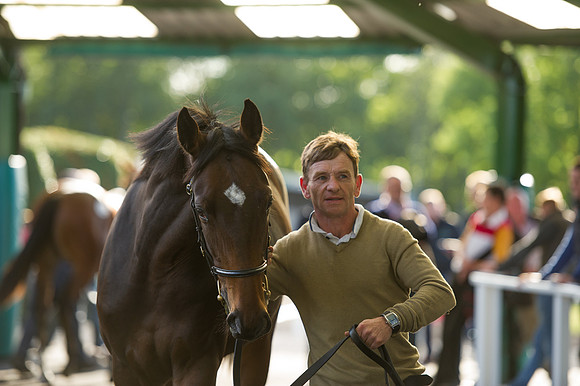 Goffs Orby14 CF7 346