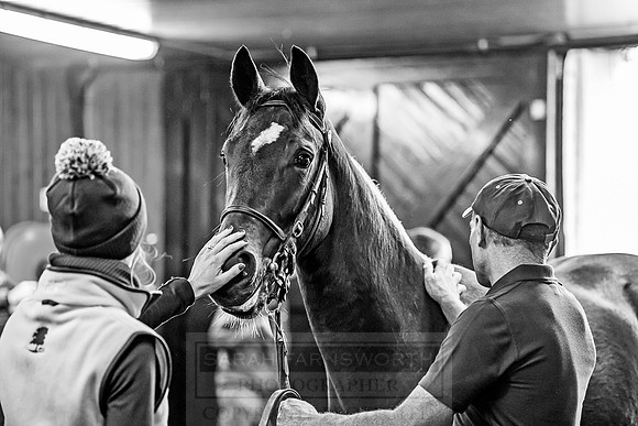 Goffs Orby 2018 Day 2-164