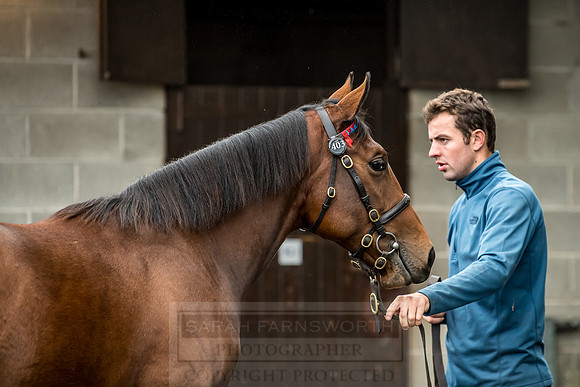 Goffs Orby 2018 Day 2-20