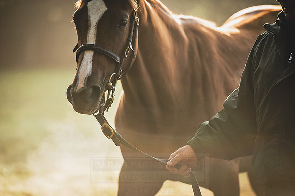 Goffs Orby 2015 -472