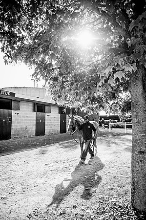 Goffs Orby 2015 -412 bw
