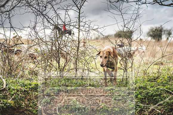 Thurlow at Heythrop 130319-601