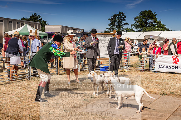 Honiton Hound Show 2022-100