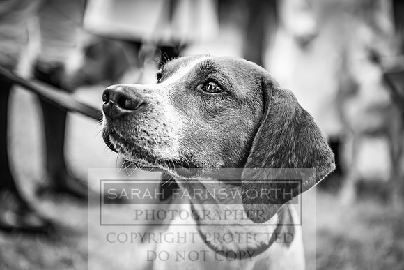 Honiton Hound Show 2022-40