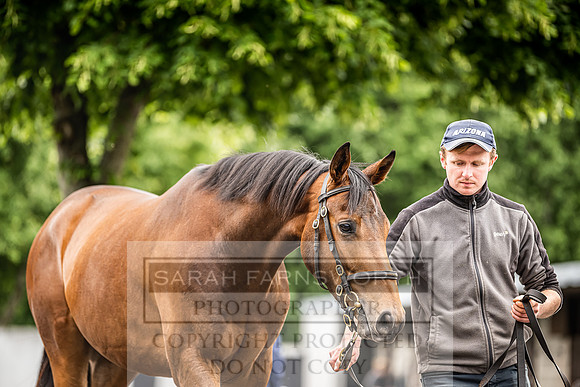 Goffs Land Rover Sale 2022-402