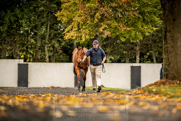 Goffs Orby 2018 Day 1-96