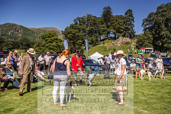 Rydal Hound Show 2022-85