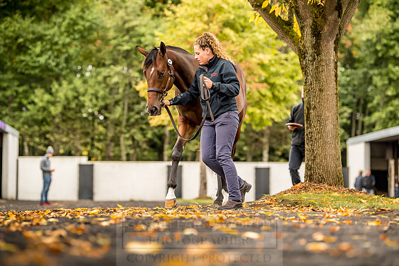 Goffs Orby 2018 Day 1-114