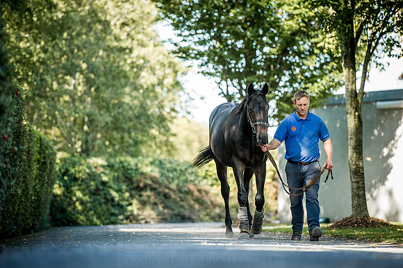 Goffs Orby 2015 -382