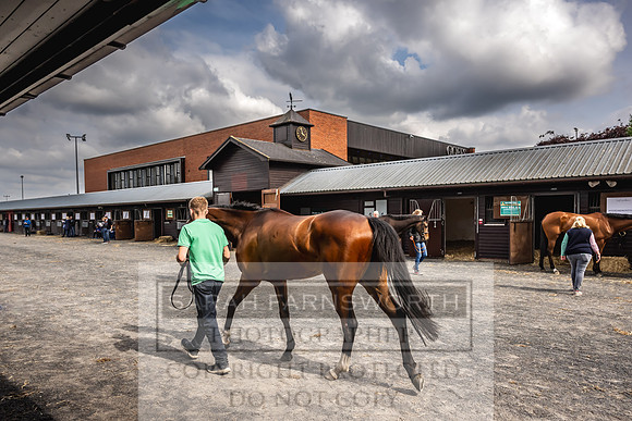 Goffs UK Spring Sale 2024-173