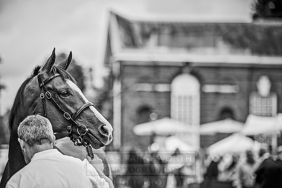 Goffs London Sale 2016-70