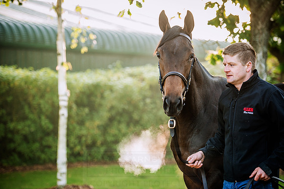 Goffs Orby 2015 -153