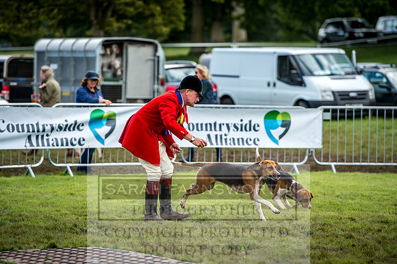 Lowther Hound Show 2017-119