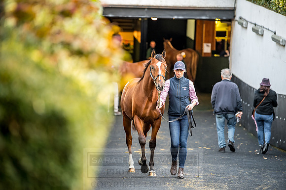 Goffs Orby 2018 Day 1-377