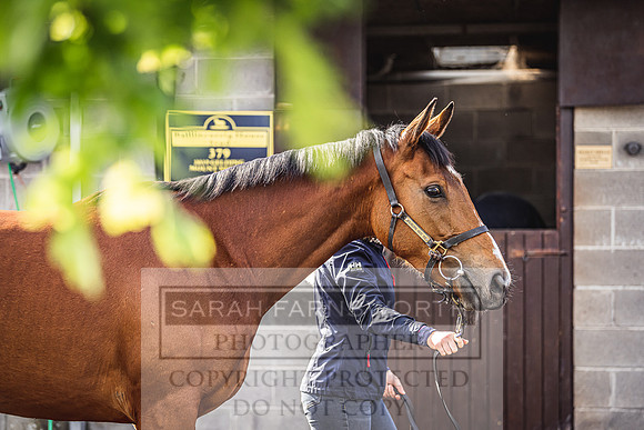 Goffs Land Rover Sale 2022-123