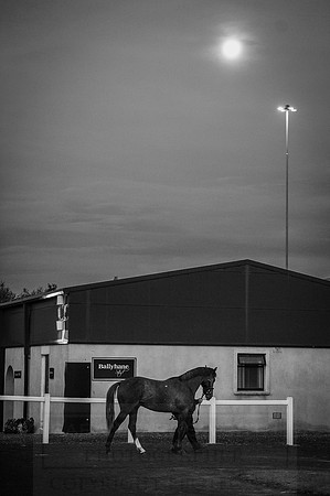 Goffs Orby 2015 -28 bw