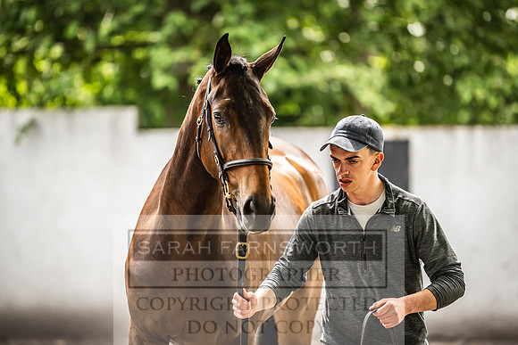 Goffs Land Rover Sale 2022-360