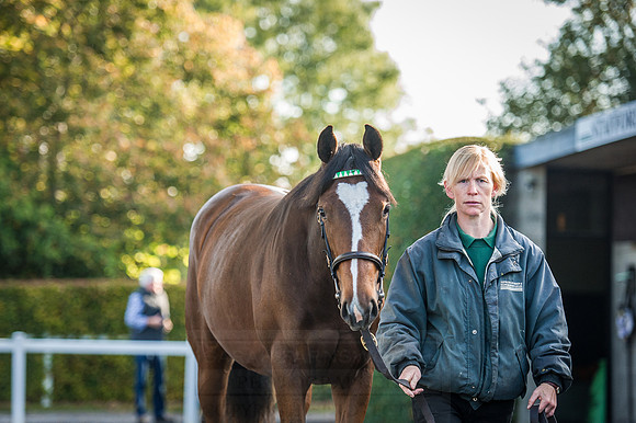 Goffs Orby 2015 -215