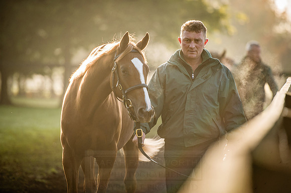 Goffs Orby 2015 -476