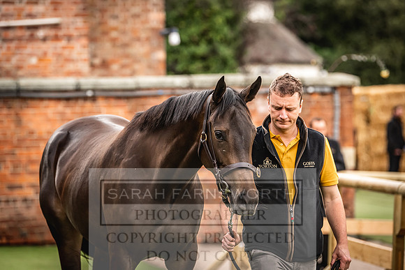 Goffs Yorton Sale 2022-6