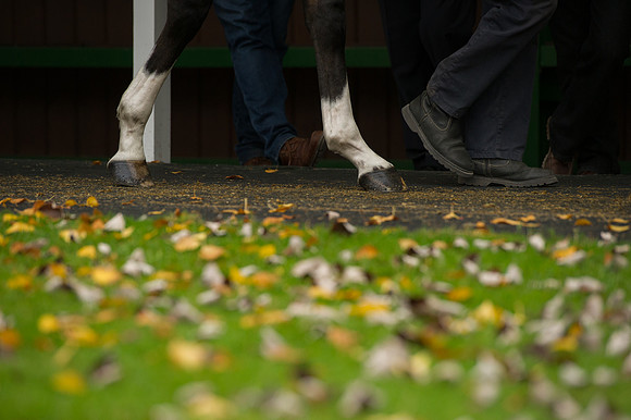 Goffs Orby14 CF7 026