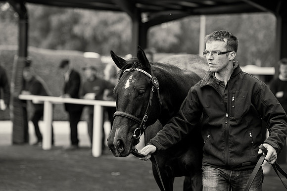 Goffs Orby14 CF5 045 bw