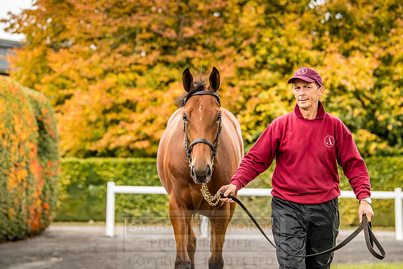 Goffs Orby 2018 Day 1-82