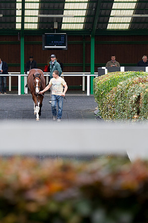 Goffs Orby14 CF5 212
