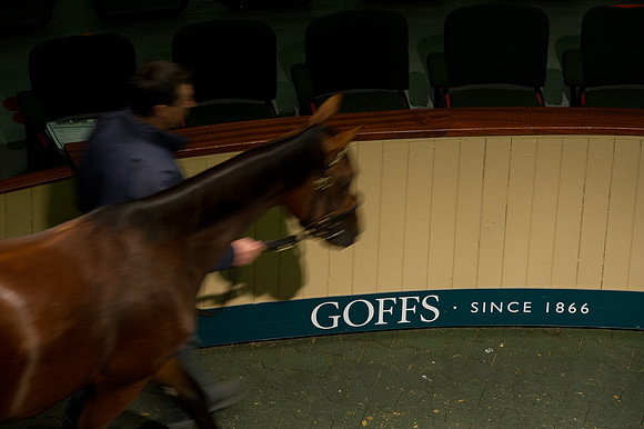 Goffs Orby14 CF5 145