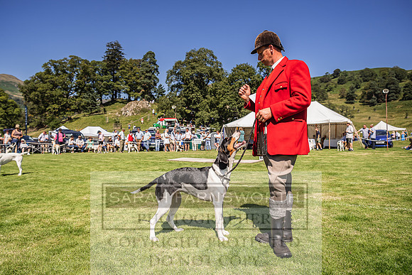 Rydal Hound Show 2022-105