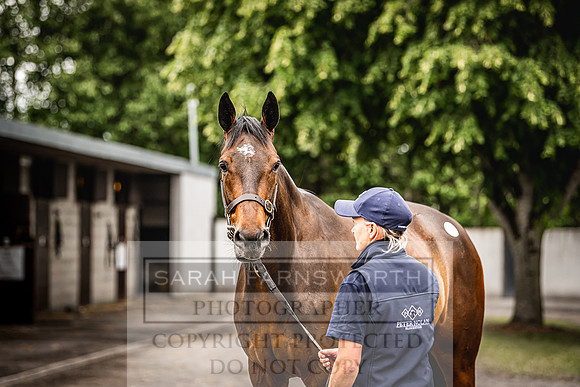Goffs Land Rover Sale 2022-241
