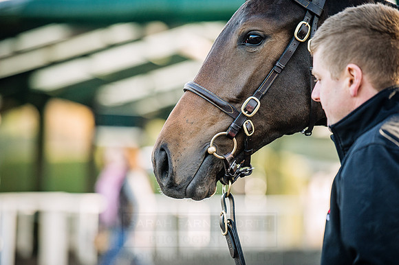 Goffs Orby 2015 -154