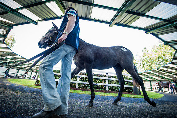 Goffs Orby 2015 -318