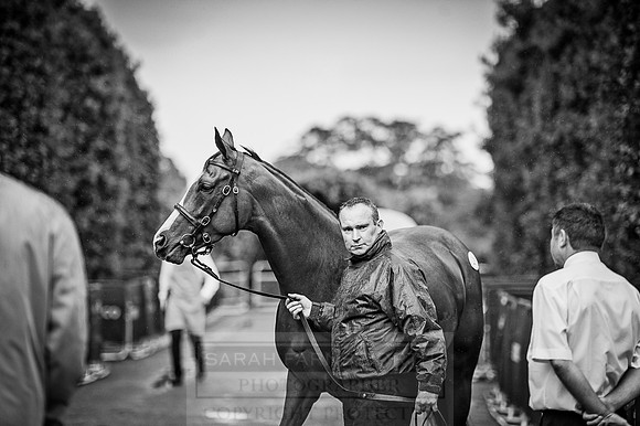 Goffs London Sale 2016-336
