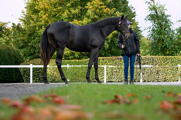 Goffs Orby14 CF1 515