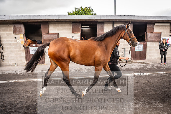 Goffs Land Rover Sale 2022-549