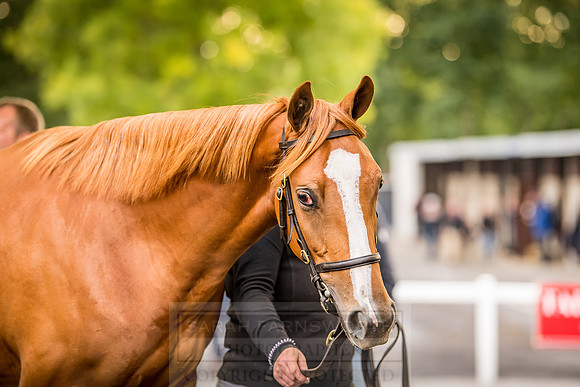 Goffs Orby 2018 Day 1-374