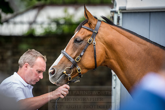 Goffs London Sale 2016-125