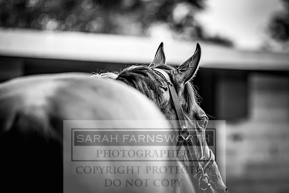 Goffs Land Rover Sale 2022-63