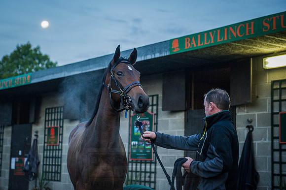 Goffs Orby 2015 -62