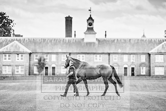 Goffs London Sale 2019-11