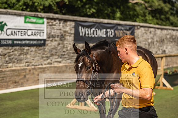 Goffs Yorton Sale 2022-184