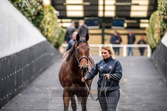 Goffs Orby 2018 Day 1-268