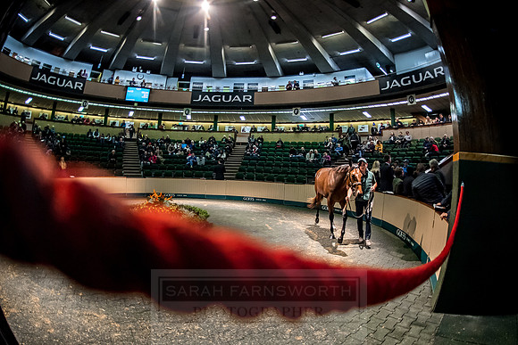 Goffs Orby 2018 Day 1-284