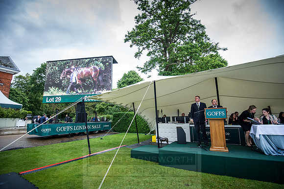 Goffs London Sale 2016-398