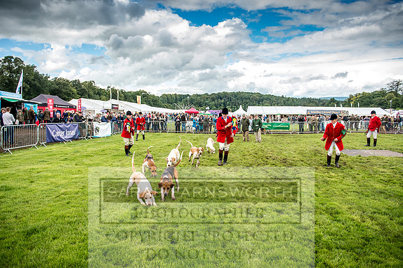 Lowther Hound Show 2017-92