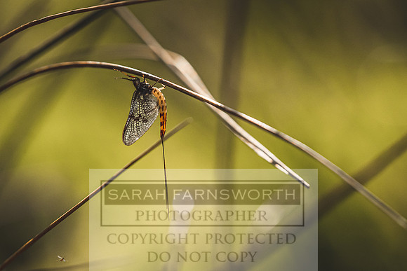 Mayfly Hatch and Brown Trout 2020-40